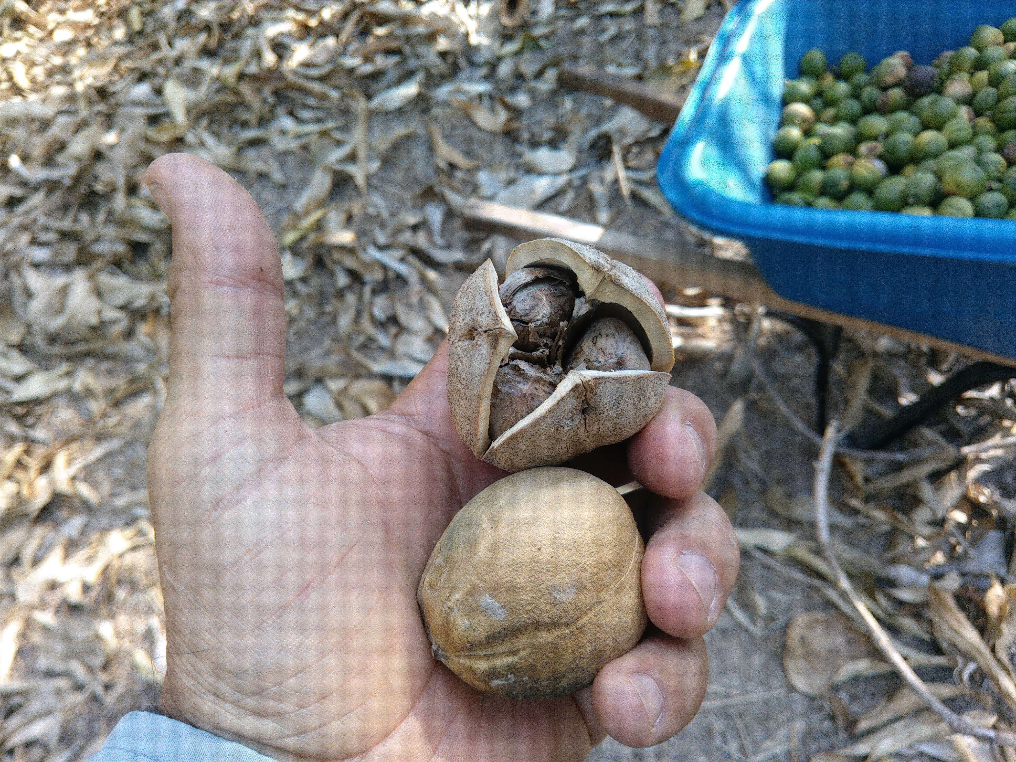 Imagem de Caryodendron orinocense H. Karst.