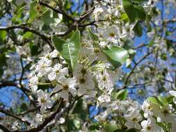 Image de Pyrus bourgaeana Decne