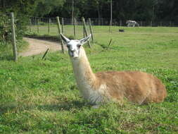 Image of llama