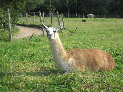 Image of llama