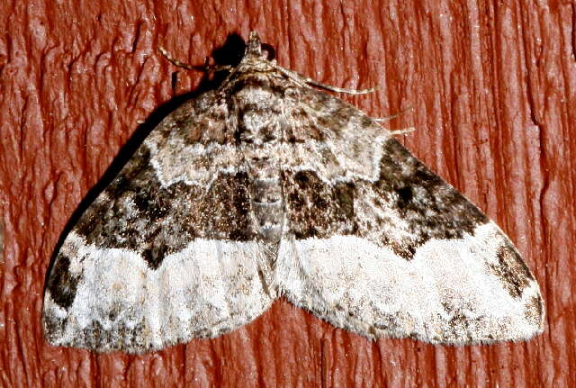 Image of Sharp-angled Carpet