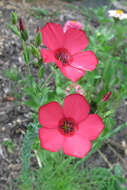 Image of flowering flax