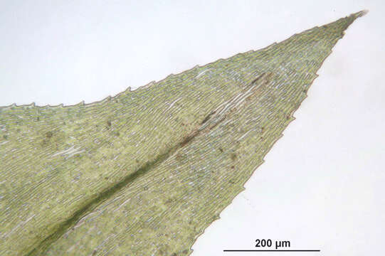 Слика од Eurhynchium striatum W. P. Schimper 1856