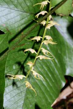 Image of Bulbophyllum flavescens (Blume) Lindl.