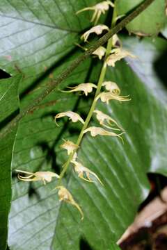 Imagem de Bulbophyllum flavescens (Blume) Lindl.