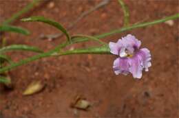 Image of Goodenia vilmoriniae