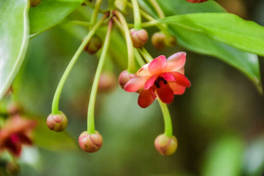 Слика од Illicium henryi Diels