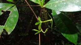 Image of Raputia aromatica Aubl.