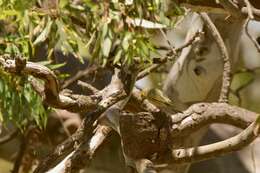 Image of White-plumed Honeyeater