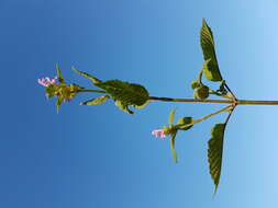 Image of Downy Hemp Nettle