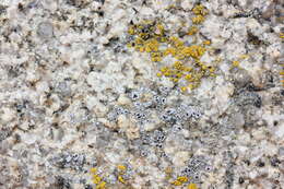 Image of Hoary cobblestone lichen;   Cracked lichen