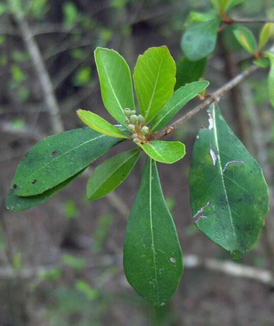 Image de Viburnum obovatum Walt.