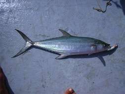 Image of Queen Mackerel