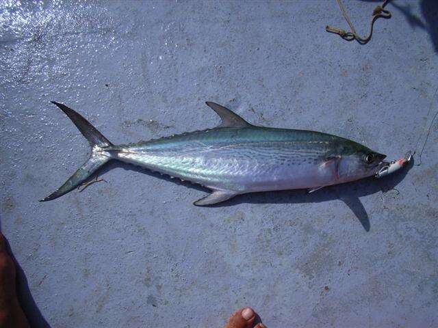 Image of Queen Mackerel