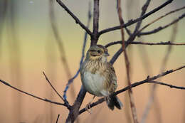 Image of Lincoln's Sparrow