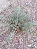 Image of redflower false yucca