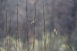 Image of Field Sparrow