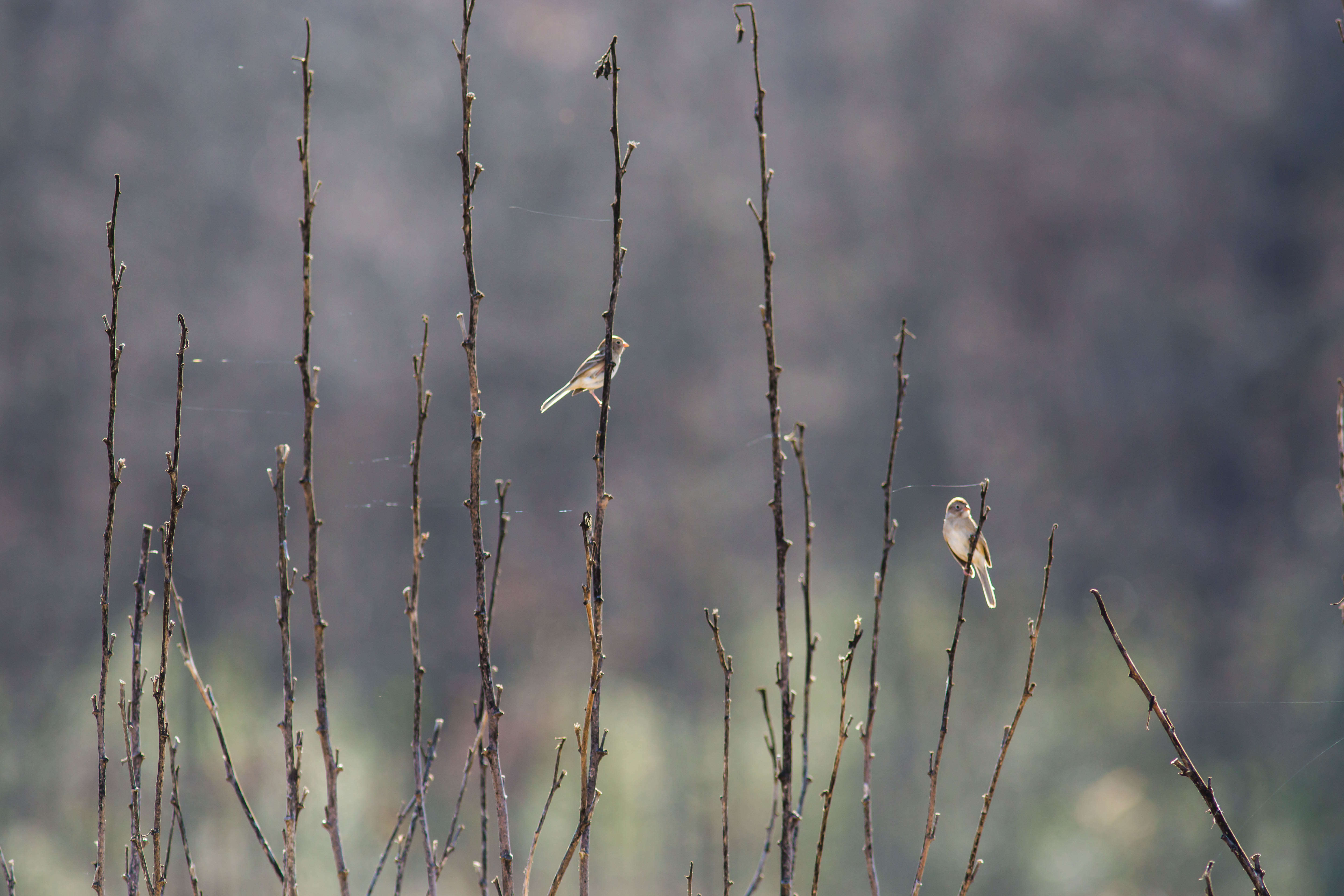 Image of Field Sparrow