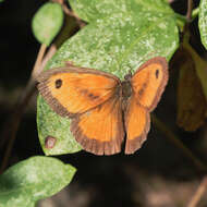 Image of hedge brown