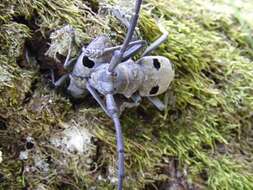 Image of Long-horned beetle