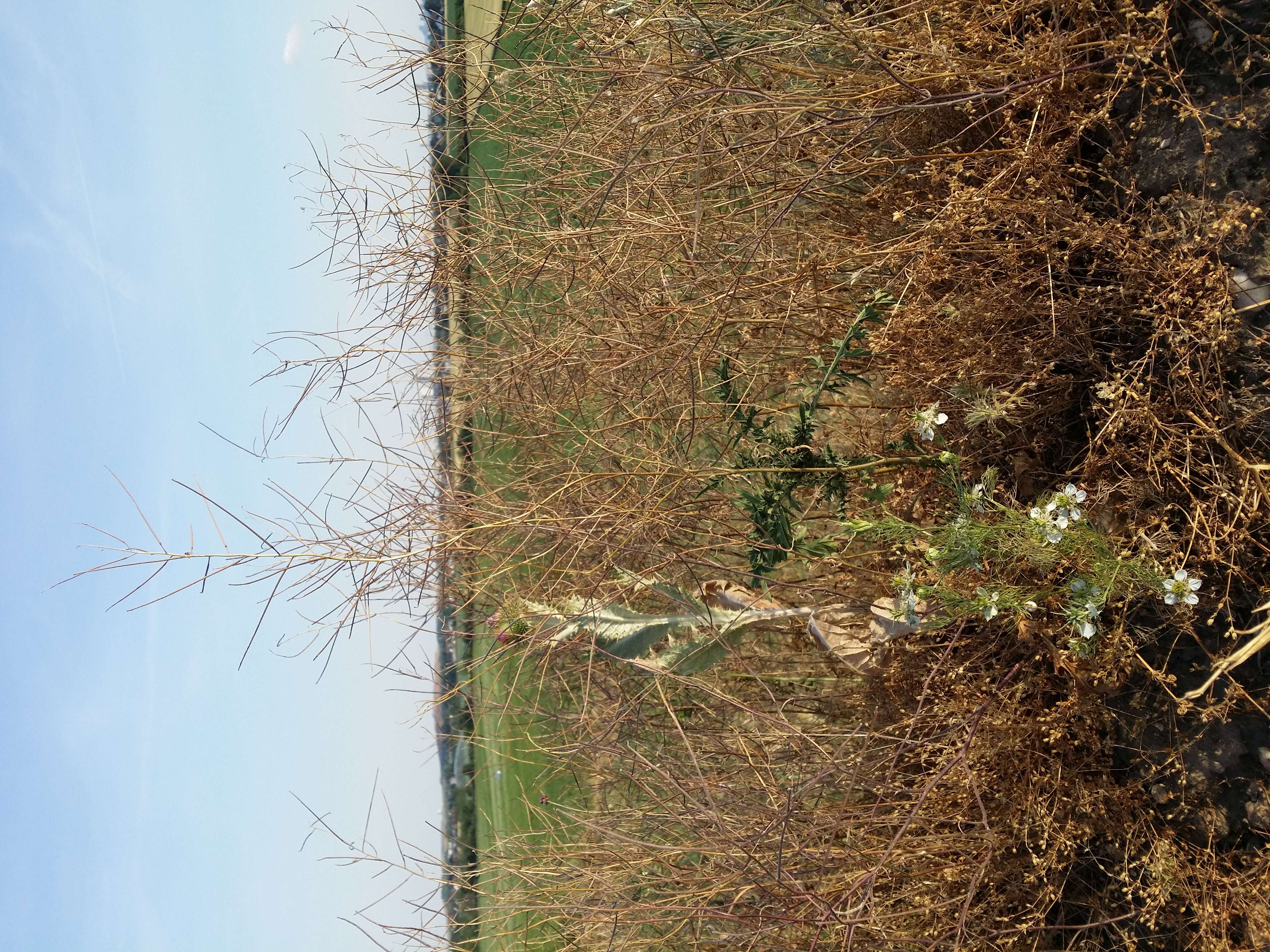 Nigella arvensis L. resmi