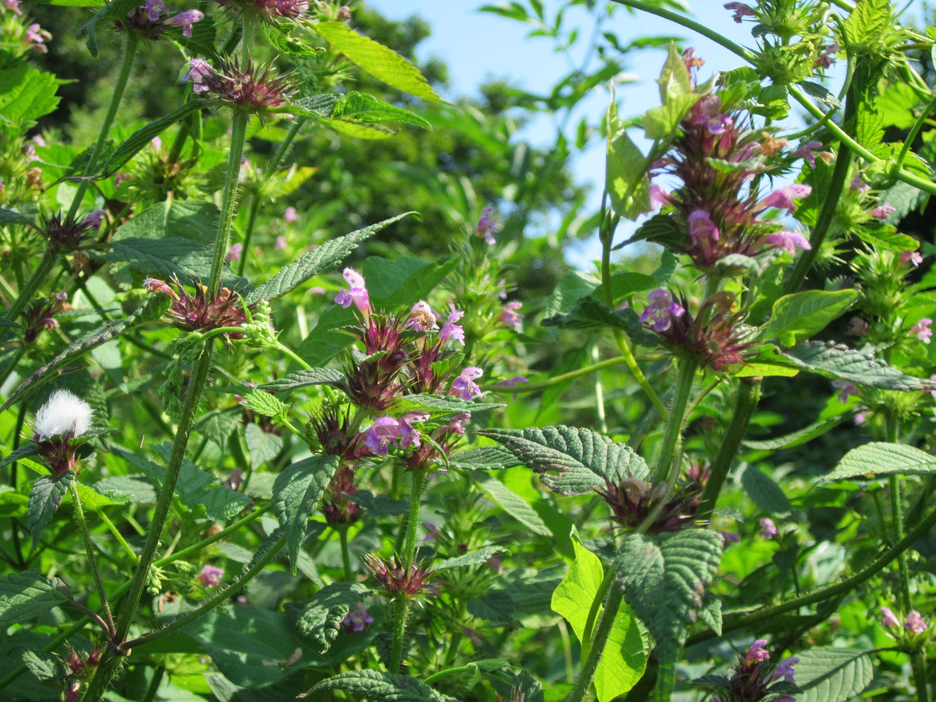 Image of Common hemp nettle