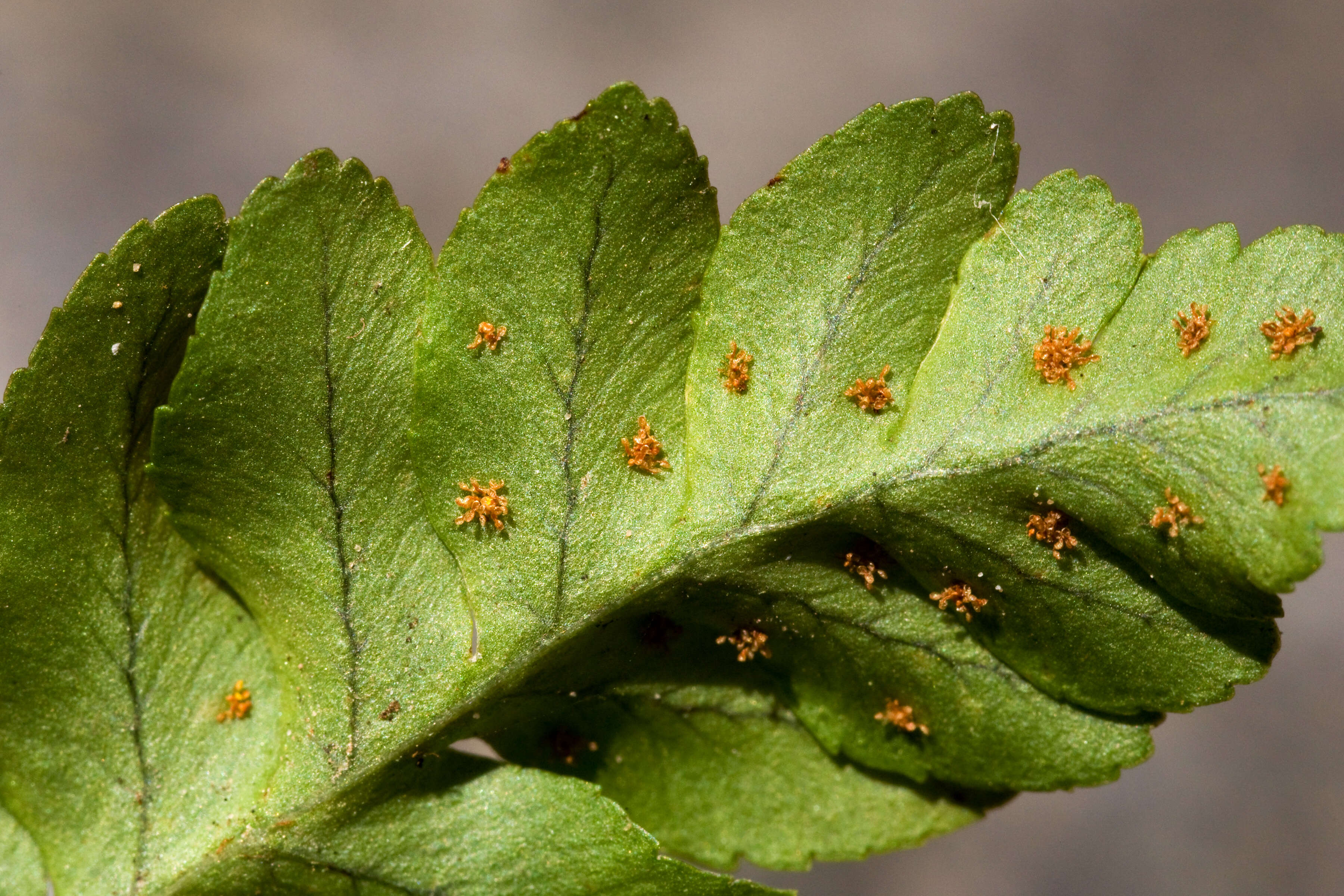 Image of polypody