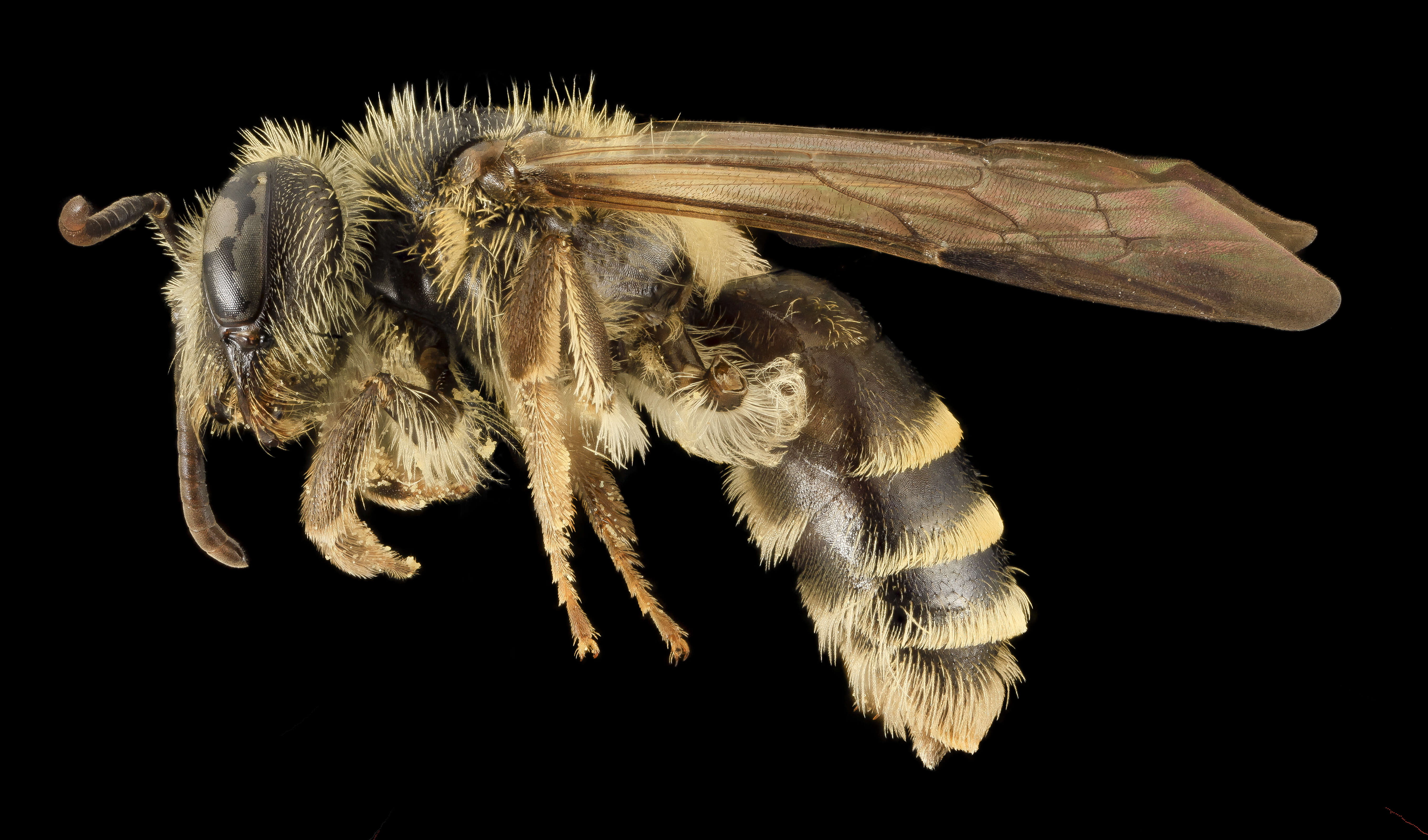 Image of Andrena nubecula Smith 1853