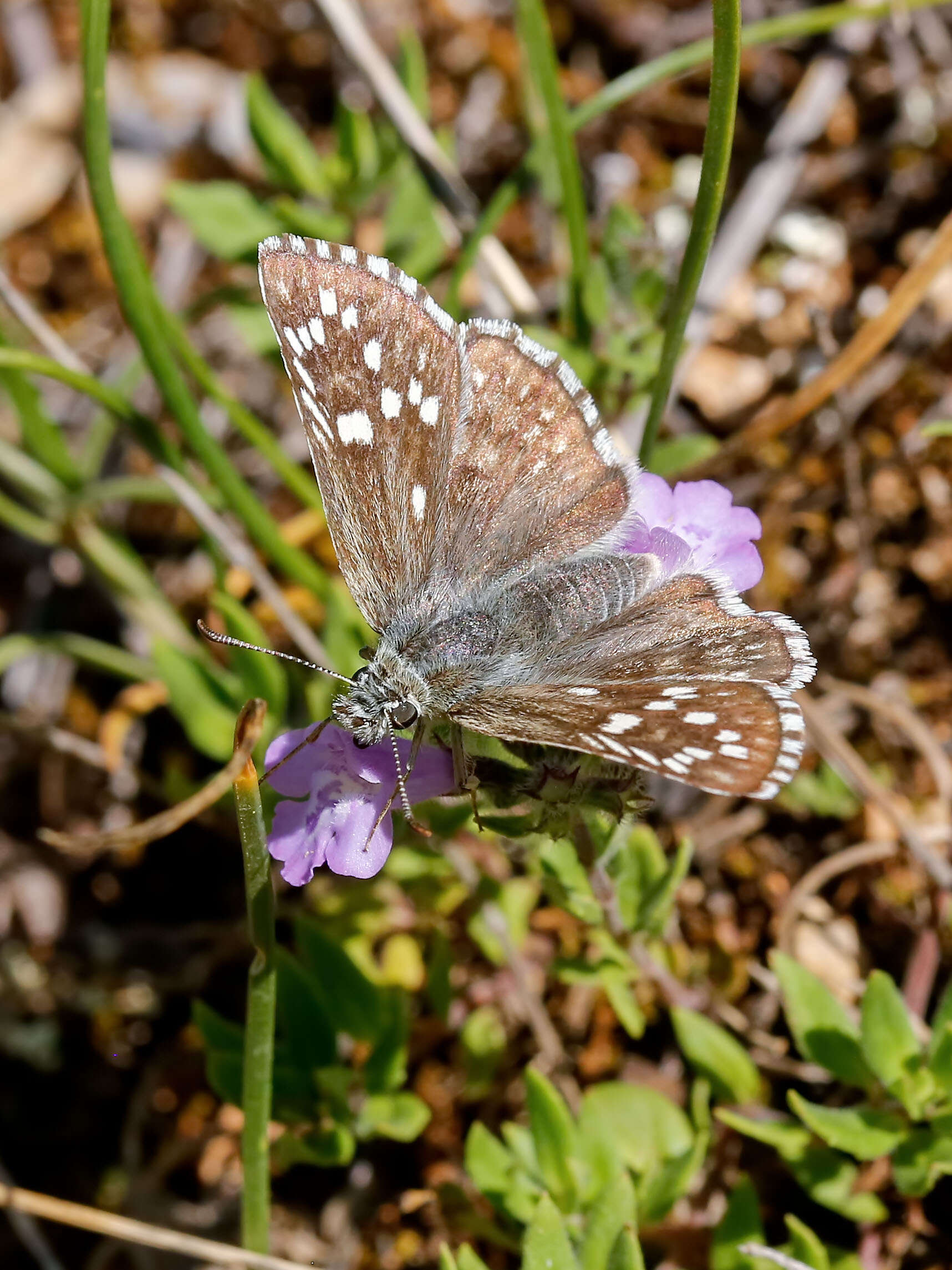 Image of Pyrgus sidae Esper 1784