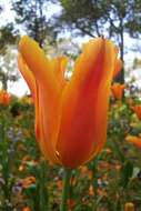 Image de Tulipa fosteriana W. Irving