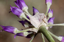 Sivun Allium acuminatum Hook. kuva