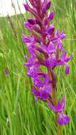 Image of Narrow-leaved marsh-orchid