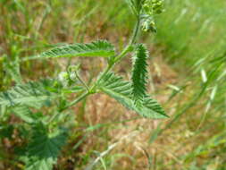 Image of Common Nettle