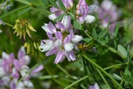 Image of crown vetch