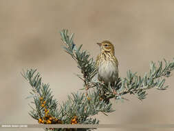 Image of Tree Pipit