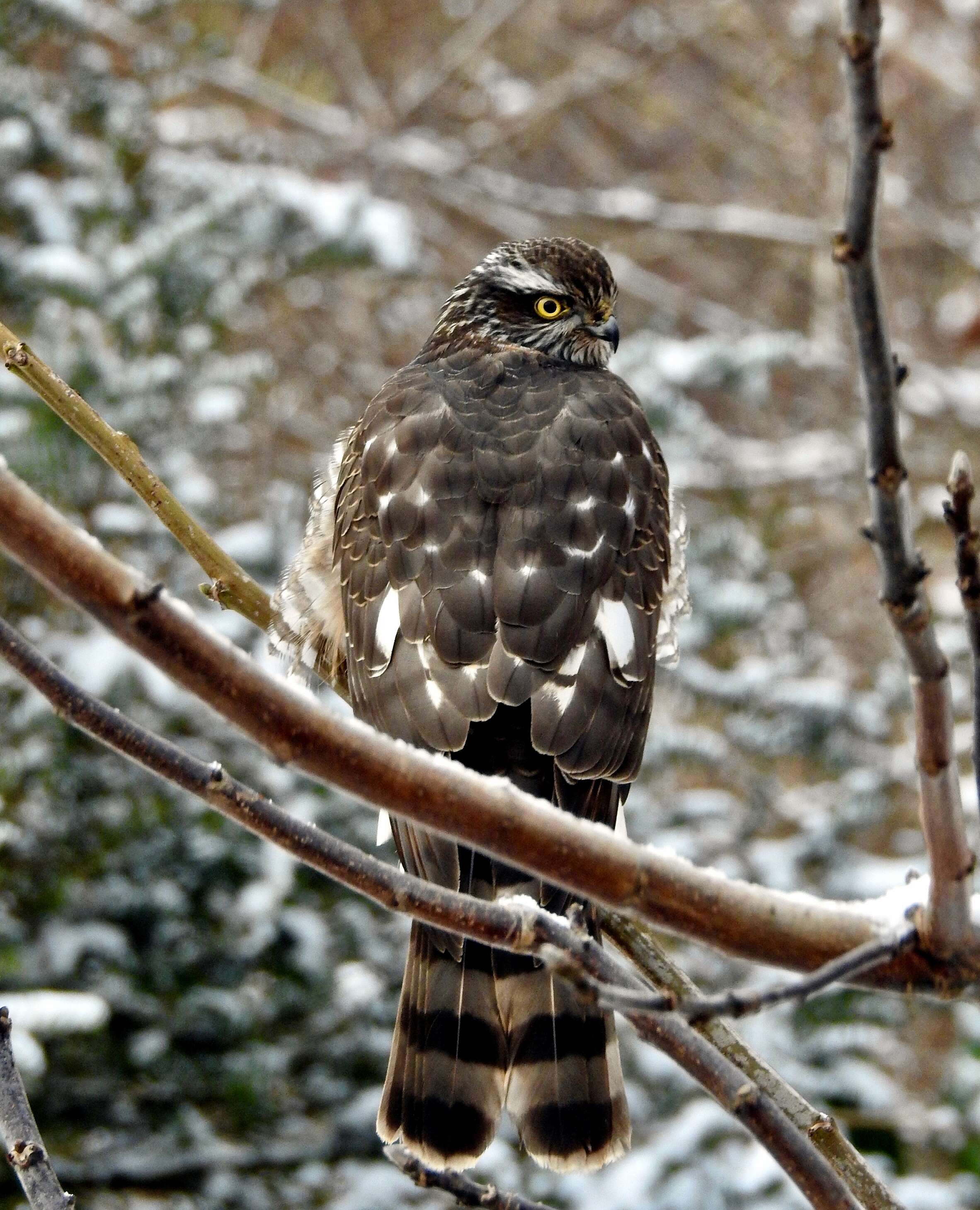 Image of Eurasian Sparrowhawk