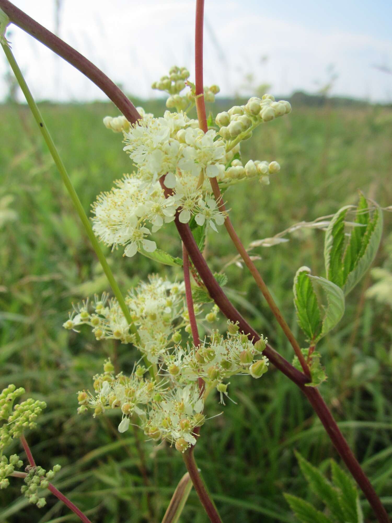 Image of Meadowsweet