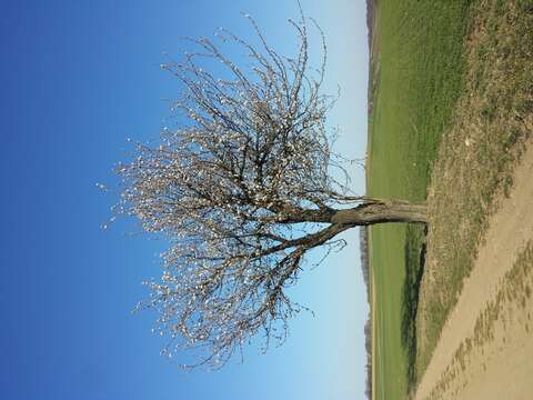 Image of gean, wild cherry