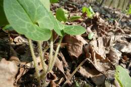 Image of European wild ginger