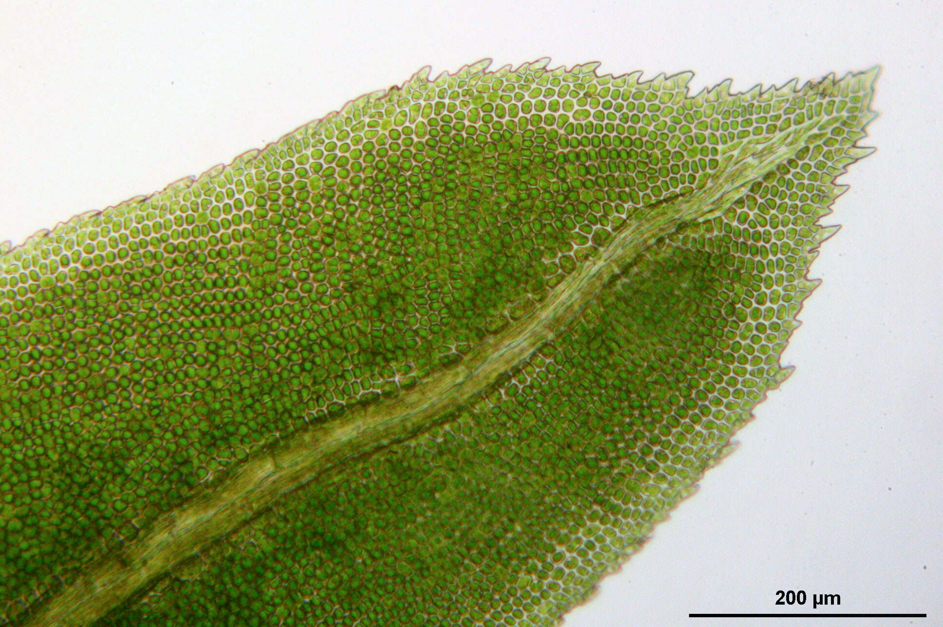 Image of fissidens moss