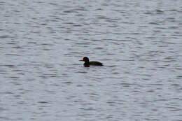 Image of American Scoter