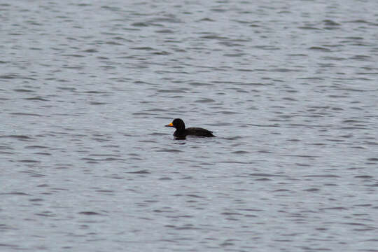 Image of American Scoter