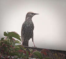 Image of Sturnus Linnaeus 1758