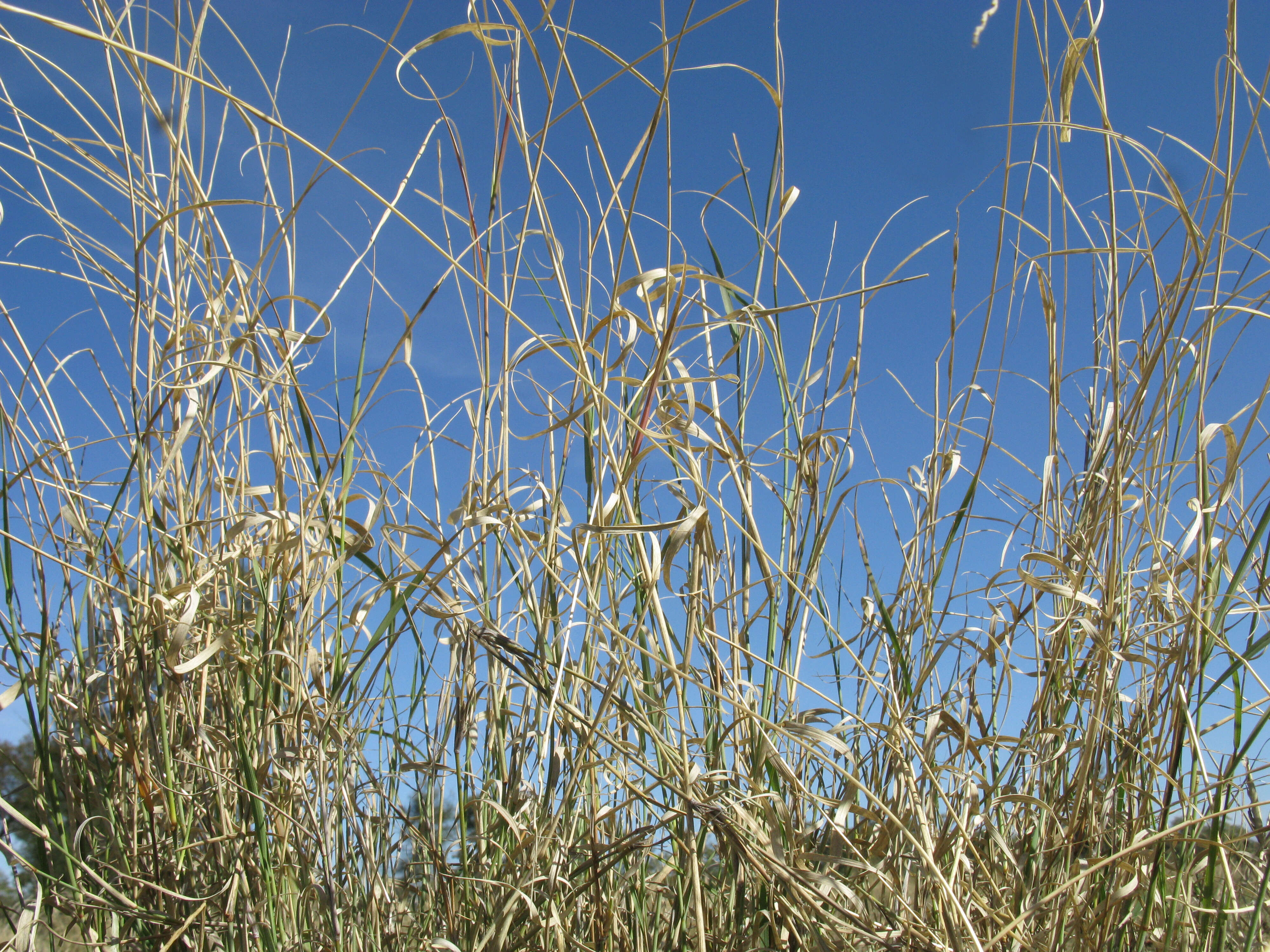 Image de Astrebla elymoides F. Muell. ex F. M. Bailey