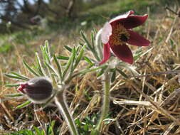 Image of narrow-leaf pasque-flower