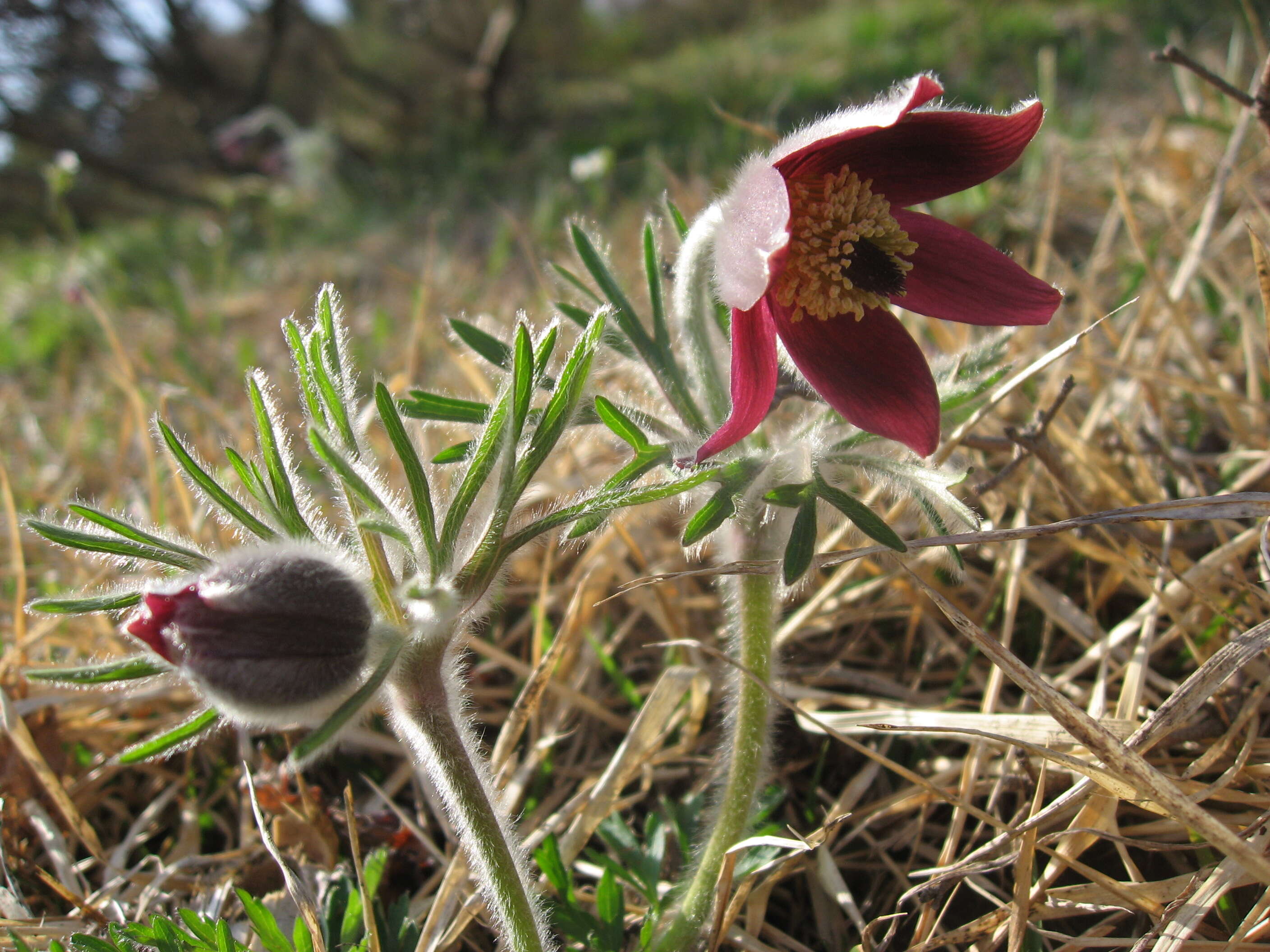 Image of narrow-leaf pasque-flower