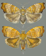 Image of Choreutis nemorana