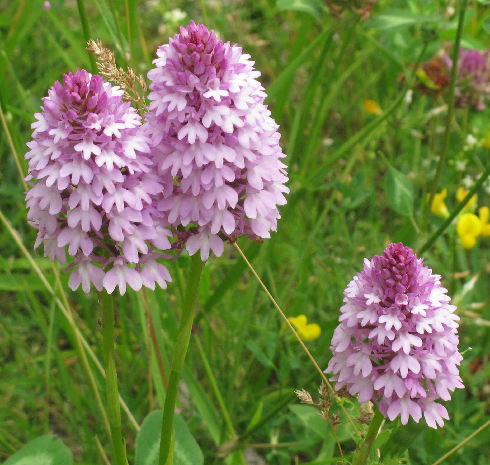 صورة Anacamptis pyramidalis (L.) Rich.