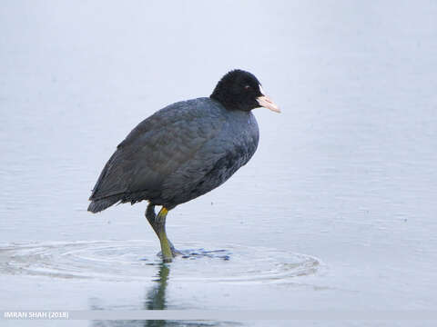 Image of Common Coot