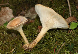 Image of funnel clitocybe